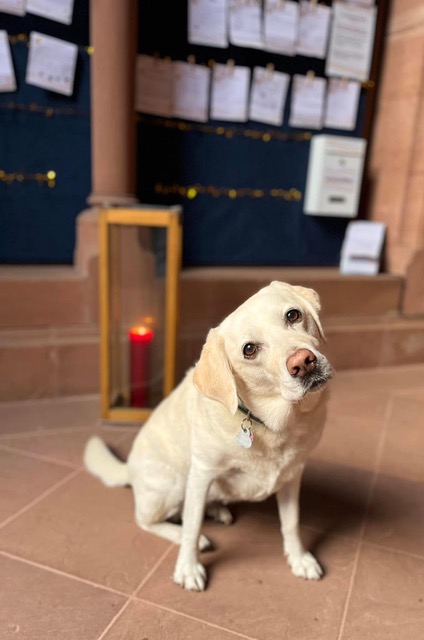 lukas-luther-wunscerfuller-2025-c